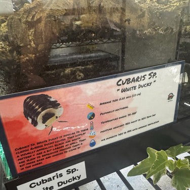 Cubaris Sp. White Ducky Isopod Bin Label